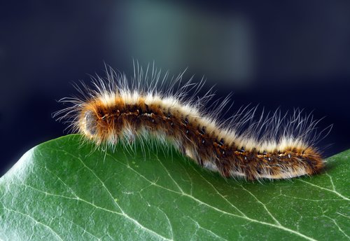 caterpillar-close-up-hairy-219938.jpg