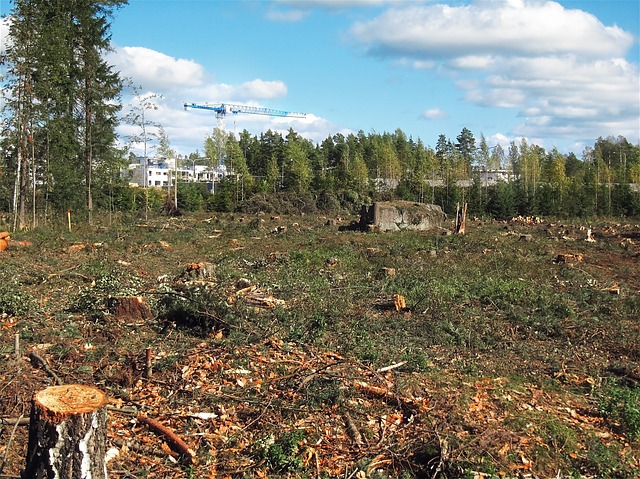 deforested-574185_640